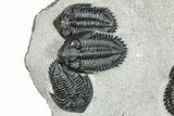 Cluster Of Four Kayserops Trilobites - Mrakib, Morocco #245301-2